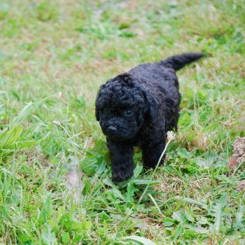 ZADATIS Armand Mâle Caniche