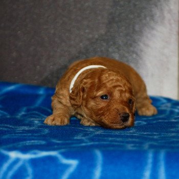 ZADATIS Arnold Mâle Caniche