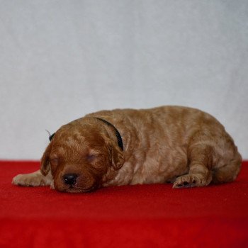 ZADATIS Artist Mâle Caniche