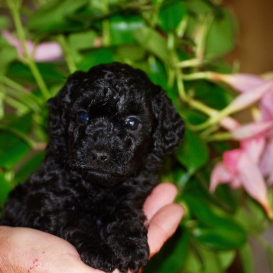chiot Caniche Noire Axa Elevage zadatis  caniche , teckel  