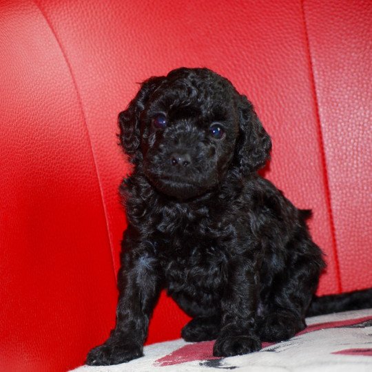 chiot Caniche Noire Axa Elevage zadatis  caniche , teckel  