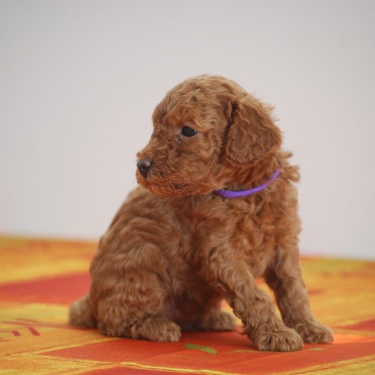 ZADATIS Azalée Femelle Caniche