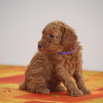 ZADATIS Azalée Femelle Caniche