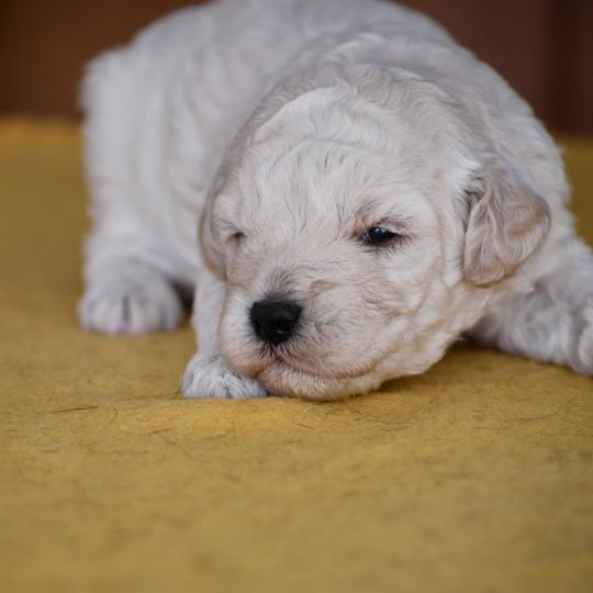 chiot Caniche Champagne Baddy Elevage zadatis  caniche , teckel  