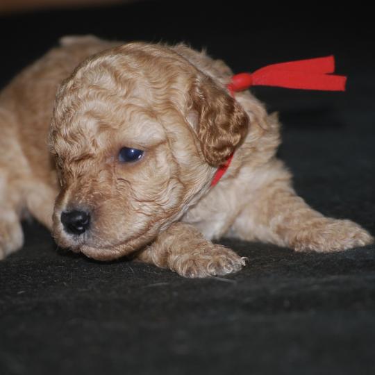 chiot Caniche Fauve Badi col rouge Elevage zadatis  caniche , teckel  