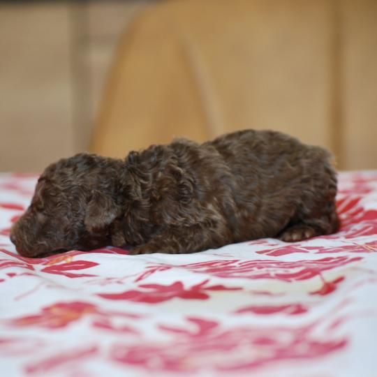 ZADATIS Bahia Femelle Caniche