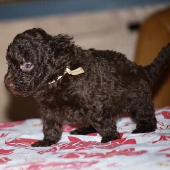 ZADATIS Bahia Femelle Caniche