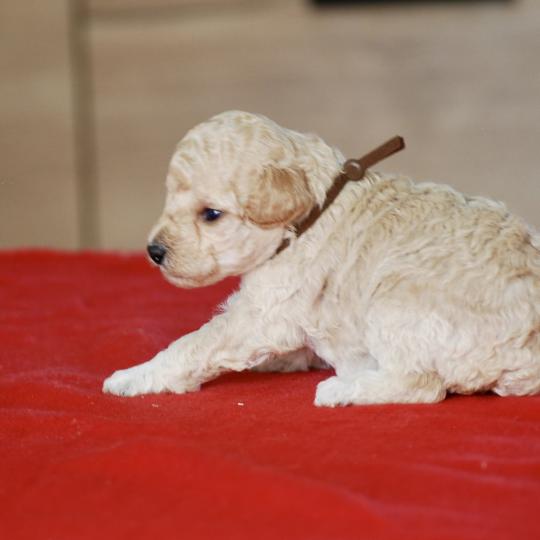 chiot Caniche Champagne BAIA Elevage zadatis  caniche , teckel  