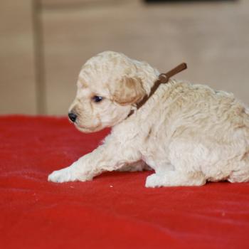 ZADATIS BAIA Femelle Caniche