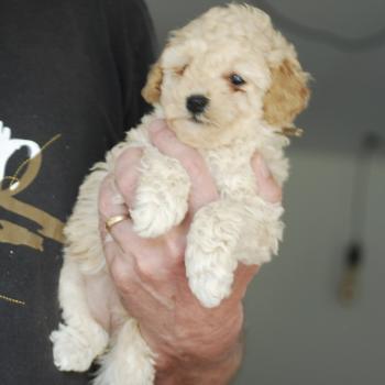 ZADATIS BAIA Femelle Caniche