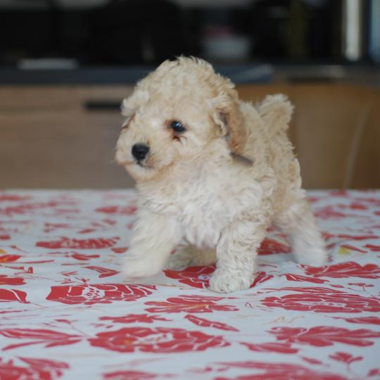 chiot Caniche Champagne BAIA Elevage zadatis  caniche , teckel  