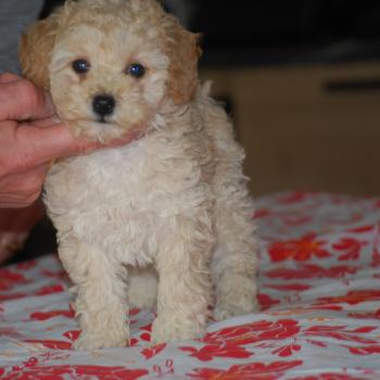 ZADATIS BAIA Femelle Caniche