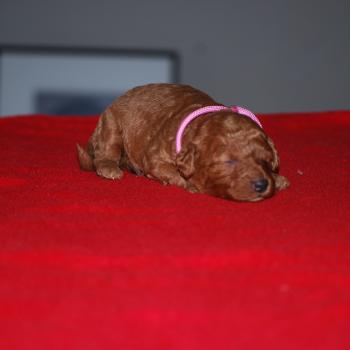 ZADATIS Baïka Femelle Caniche