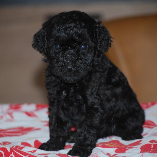 chiot Caniche Noire Baila col rouge Elevage zadatis  caniche , teckel  