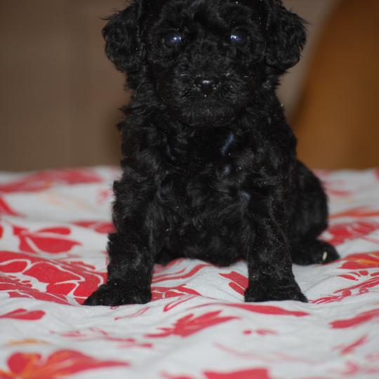 chiot Caniche Noire Baila col rouge Elevage zadatis  caniche , teckel  