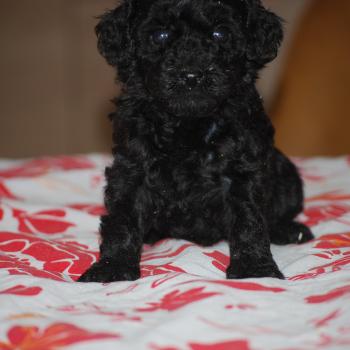 ZADATIS Baila col rouge Femelle Caniche