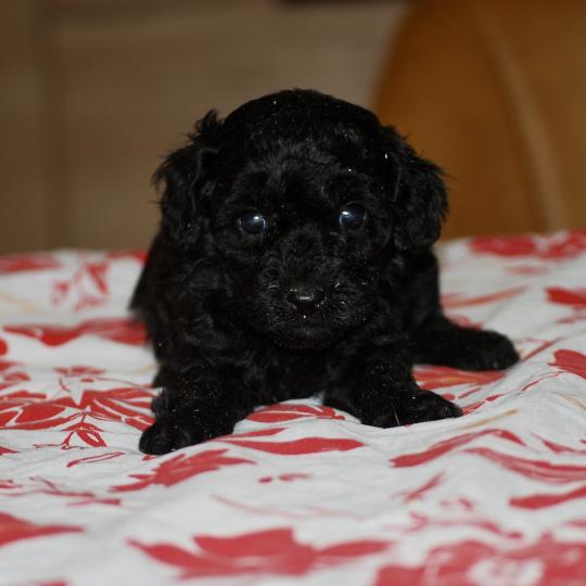 chiot Caniche Noire Baila col rouge Elevage zadatis  caniche , teckel  