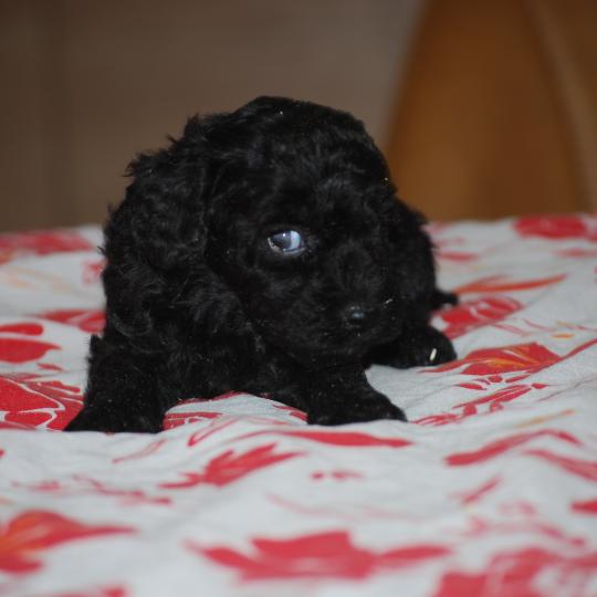 chiot Caniche Noire Baila col rouge Elevage zadatis  caniche , teckel  
