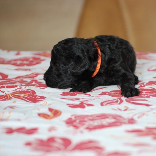 chiot Caniche Noire Bâly col orange Elevage zadatis  caniche , teckel  
