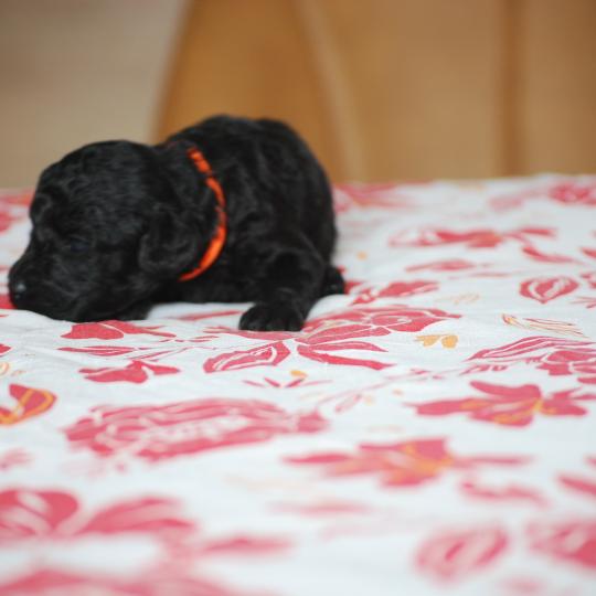 chiot Caniche Noire Bâly col orange Elevage zadatis  caniche , teckel  