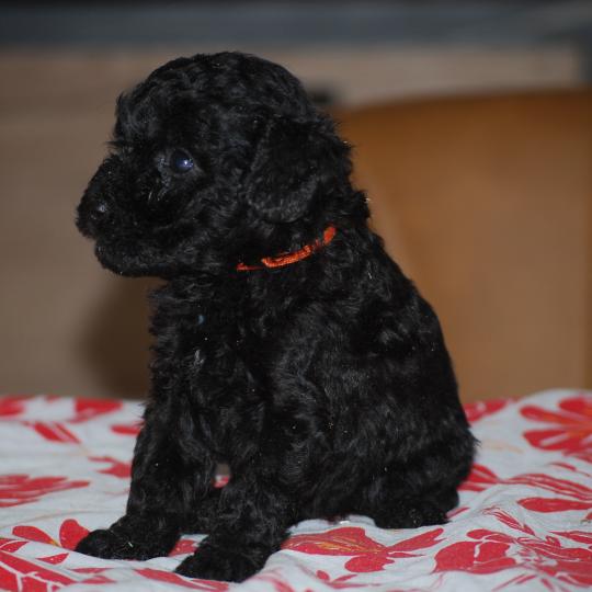 chiot Caniche Noire Bâly col orange Elevage zadatis  caniche , teckel  