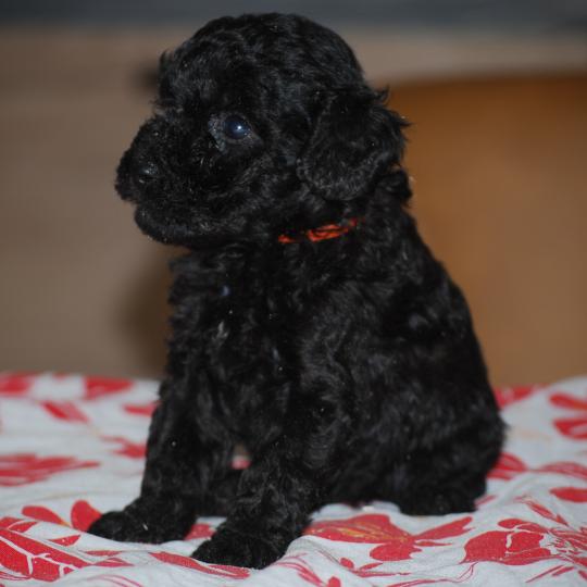 chiot Caniche Noire Bâly col orange Elevage zadatis  caniche , teckel  