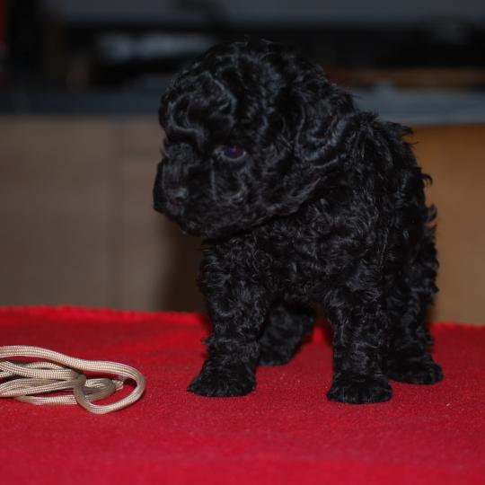 chiot Caniche Noire Barrel col beige Elevage zadatis  caniche , teckel  