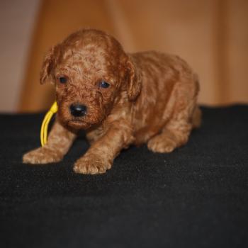 ZADATIS Barry col jaune Mâle Caniche
