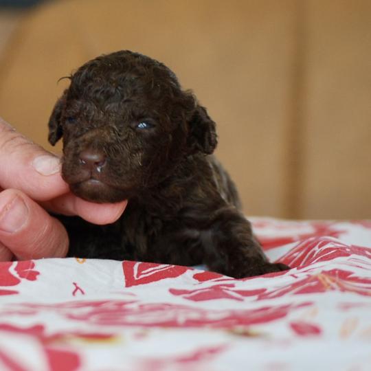 ZADATIS Bart Mâle Caniche