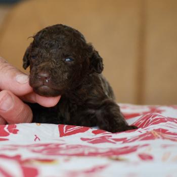 ZADATIS Bart Mâle Caniche