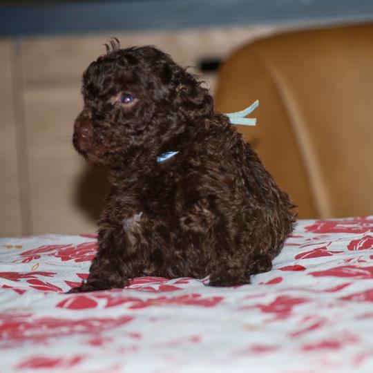 chiot Caniche Chocolat Bart Elevage zadatis  caniche , teckel  