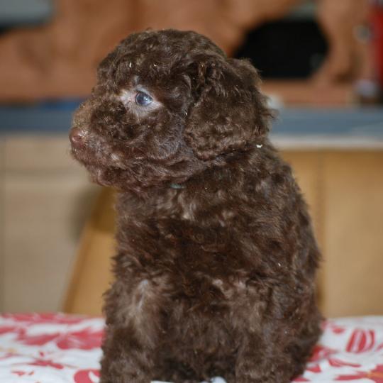 chiot Caniche Chocolat Bart col bleu clair Elevage zadatis  caniche , teckel  