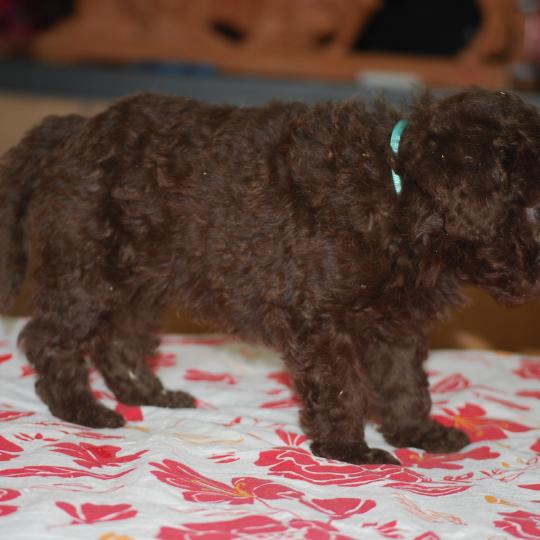 chiot Caniche Chocolat Bart col bleu clair Elevage zadatis  caniche , teckel  