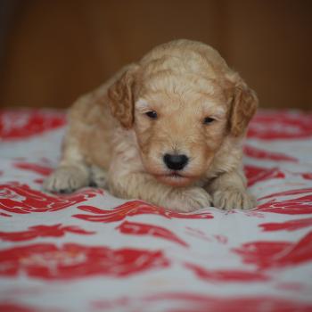 ZADATIS Basko Mâle Caniche
