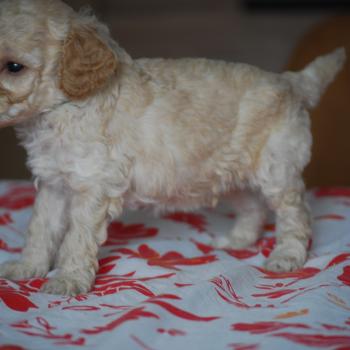 ZADATIS Basko Mâle Caniche
