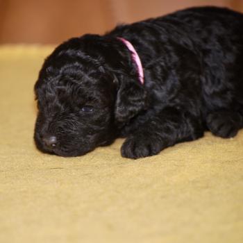 ZADATIS Be black col rose Femelle Caniche