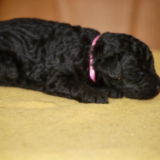 chiot Caniche Noire Be black col rose Elevage zadatis  caniche , teckel  