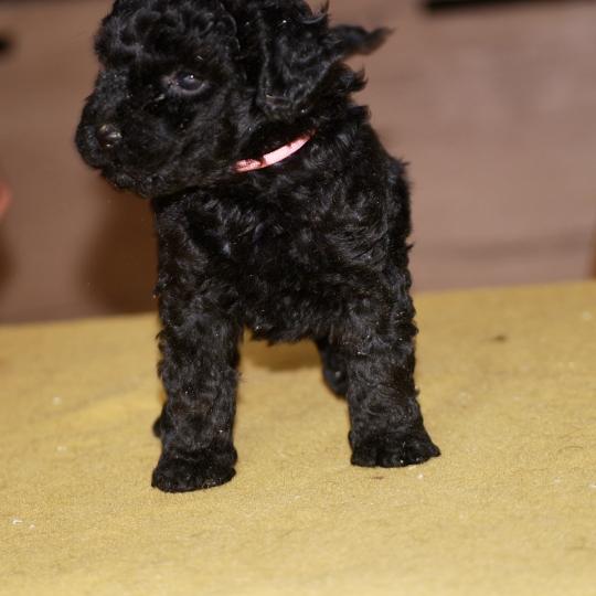 chiot Caniche Noire Bikini col rose Elevage zadatis  caniche , teckel  