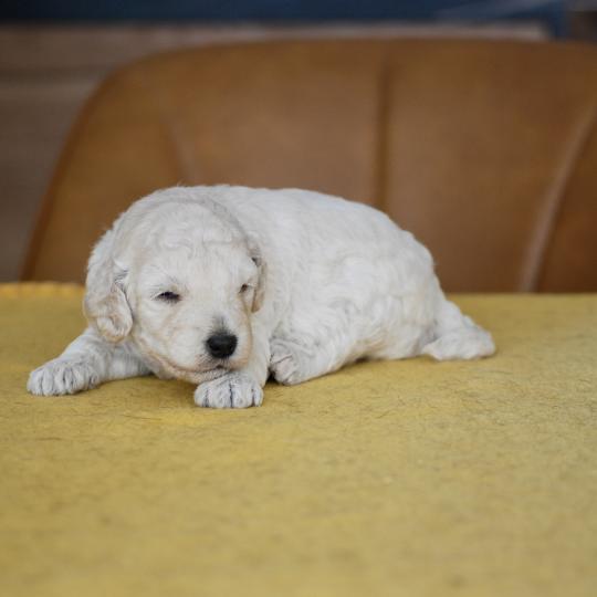chiot Caniche Blanche Be White Elevage zadatis  caniche , teckel  
