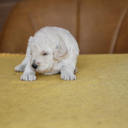 chiot Caniche Blanche Be White Elevage zadatis  caniche , teckel  