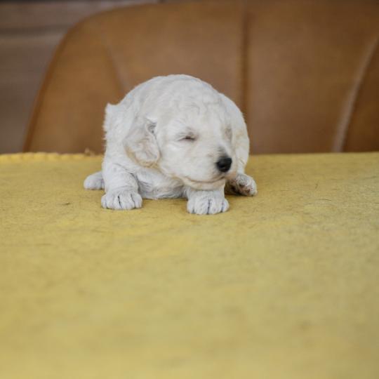 chiot Caniche Blanche Be White Elevage zadatis  caniche , teckel  
