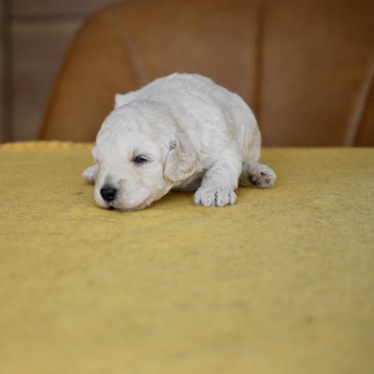 chiot Caniche Blanche Be White Elevage zadatis  caniche , teckel  