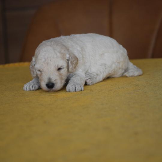 chiot Caniche Blanche Be White Elevage zadatis  caniche , teckel  