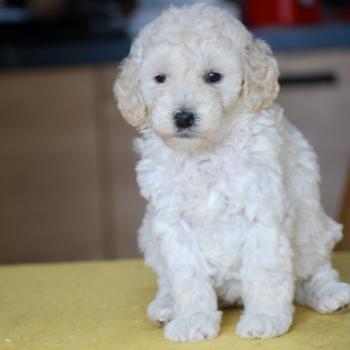 ZADATIS Be White Femelle Caniche