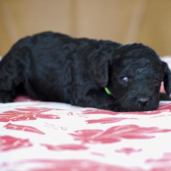 ZADATIS Belly col fluo Femelle Caniche