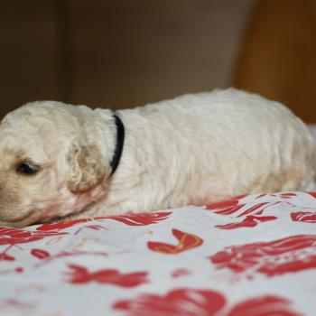 ZADATIS Benny col noir Mâle Caniche