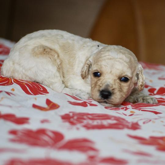 chiot Caniche Blanc Benny col noir Elevage zadatis  caniche , teckel  