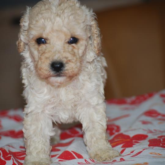 chiot Caniche Champagne Benny col noir Elevage zadatis  caniche , teckel  