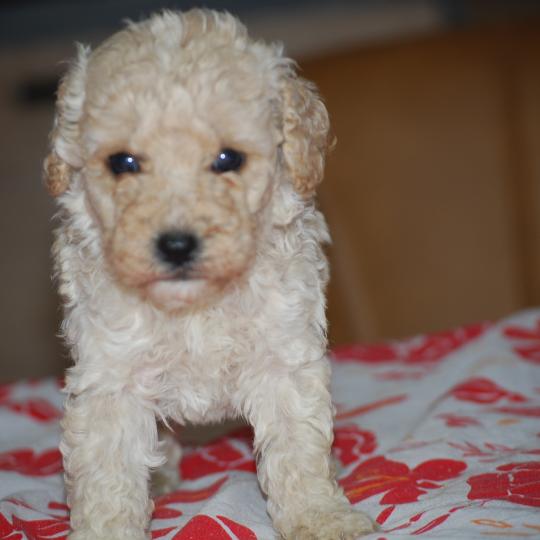 chiot Caniche Champagne Benny col noir Elevage zadatis  caniche , teckel  