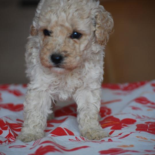 chiot Caniche Champagne Benny col noir Elevage zadatis  caniche , teckel  